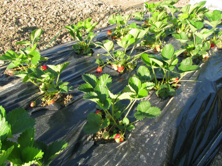 Jardin Tours mai 2011