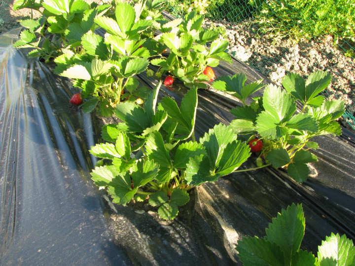 Jardin Tours mai 2011