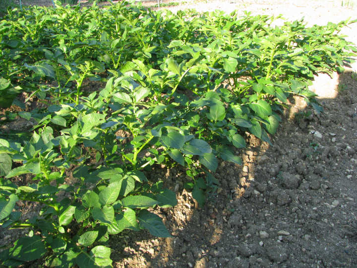 Jardin Tours mai 2011